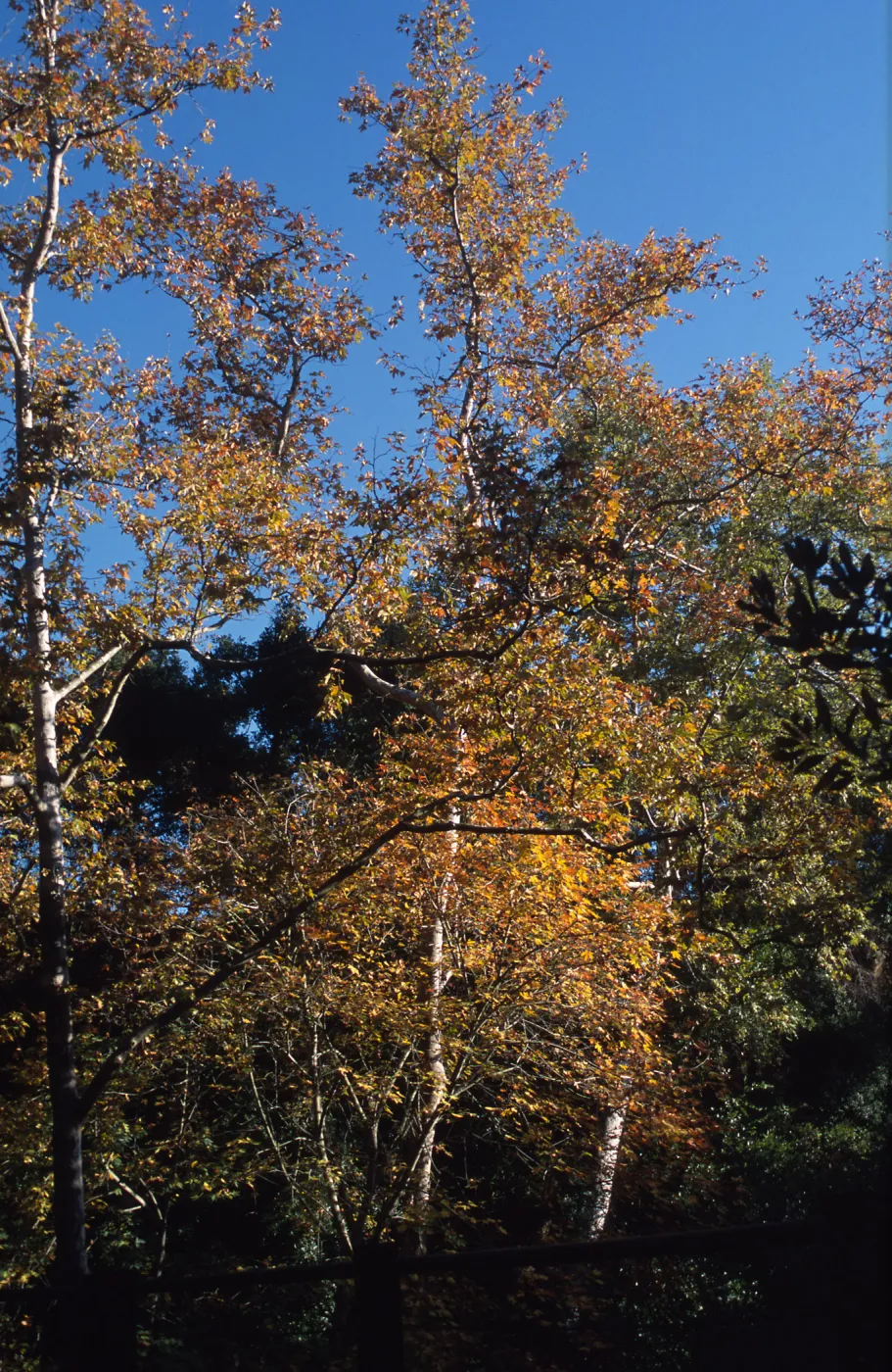 Platanus, fall color, Mission Creek
