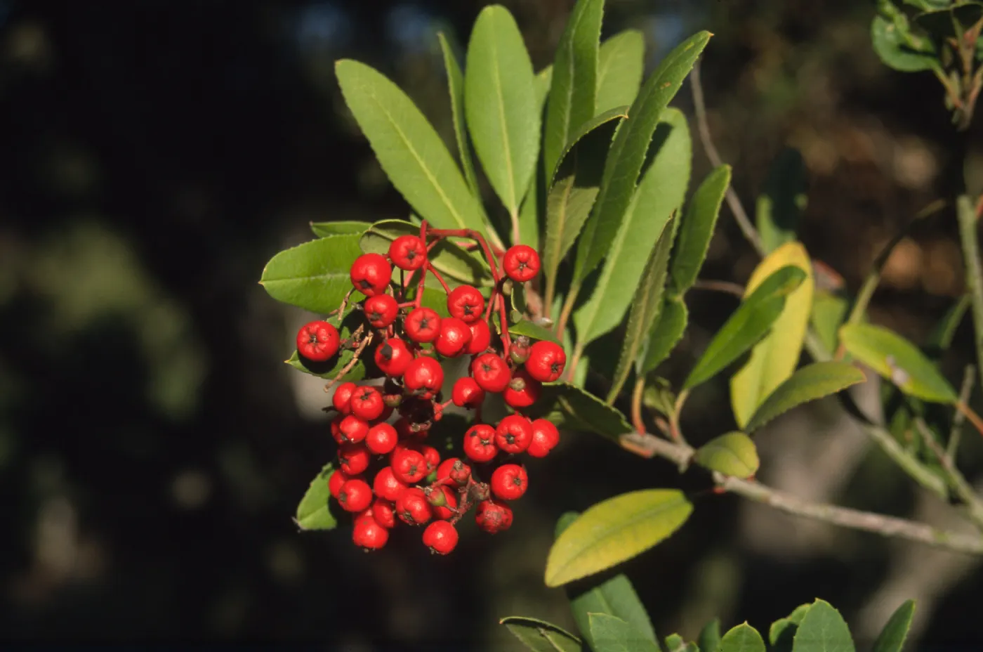 Heteromeles arbutifolia, toyon berries, SBBG