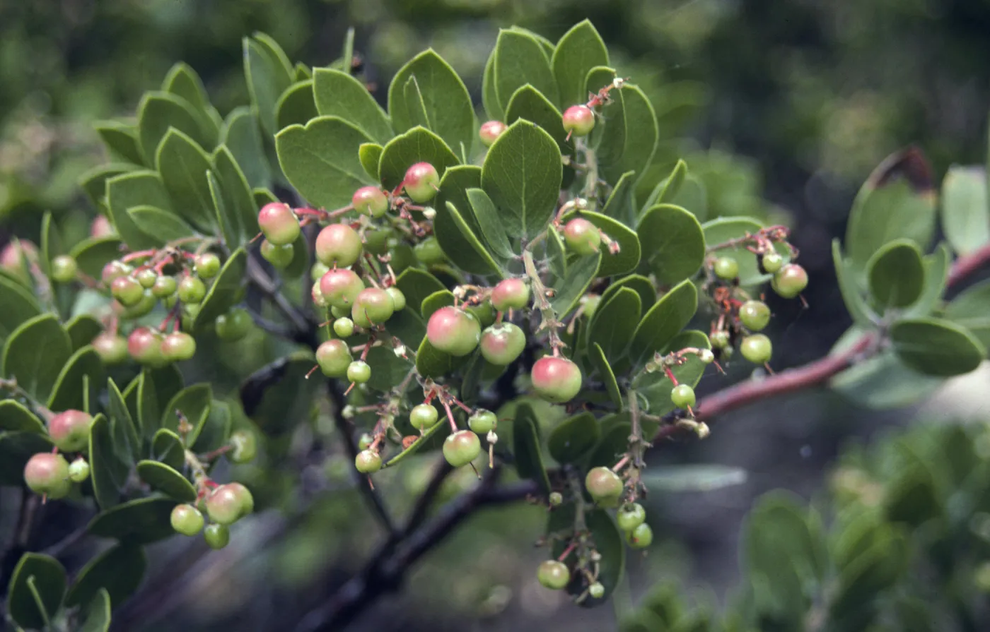 Arctostaphylos (Manzanita) fruits