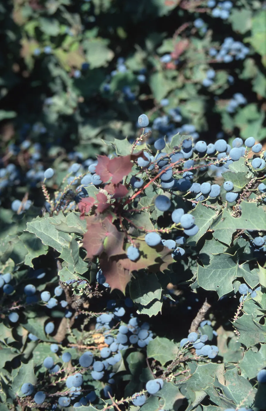 Berberis, Mahonia berries, RSA