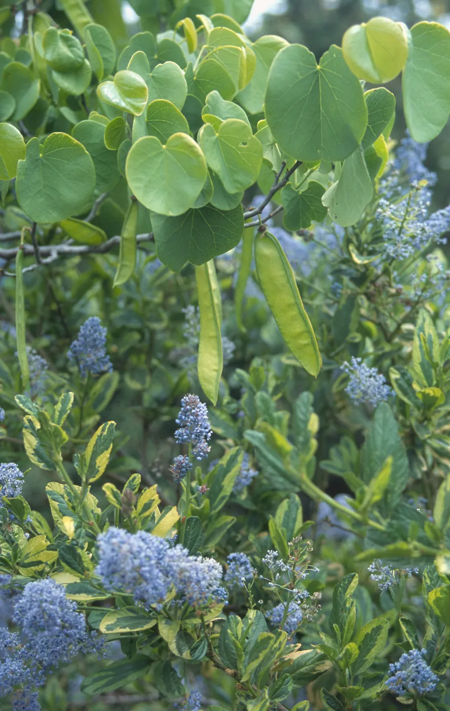 Cercis (redbud)(green pods) with ceanothus (California Lilac)