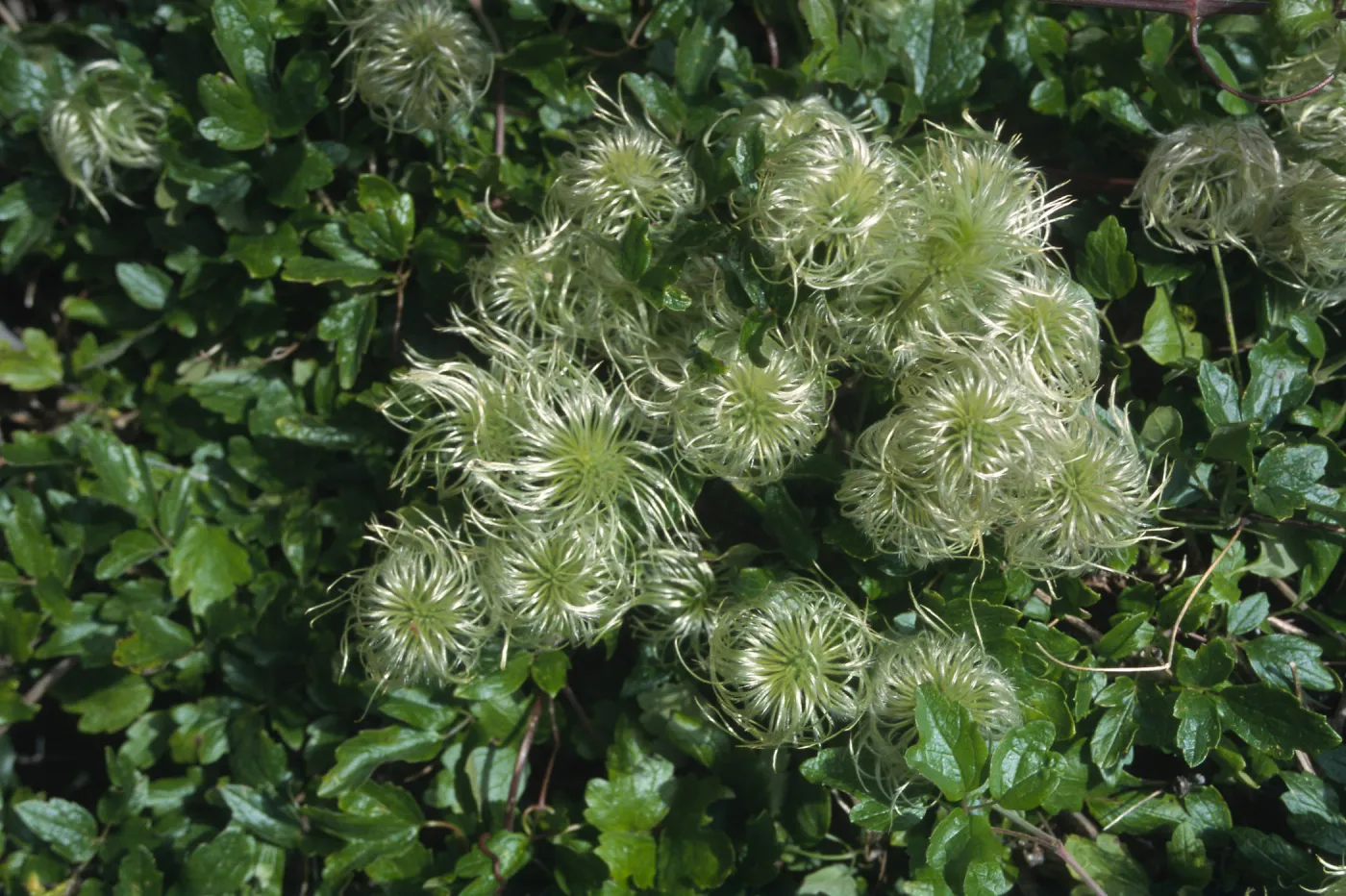 Clematis lasiantha fruits, E.C.C.