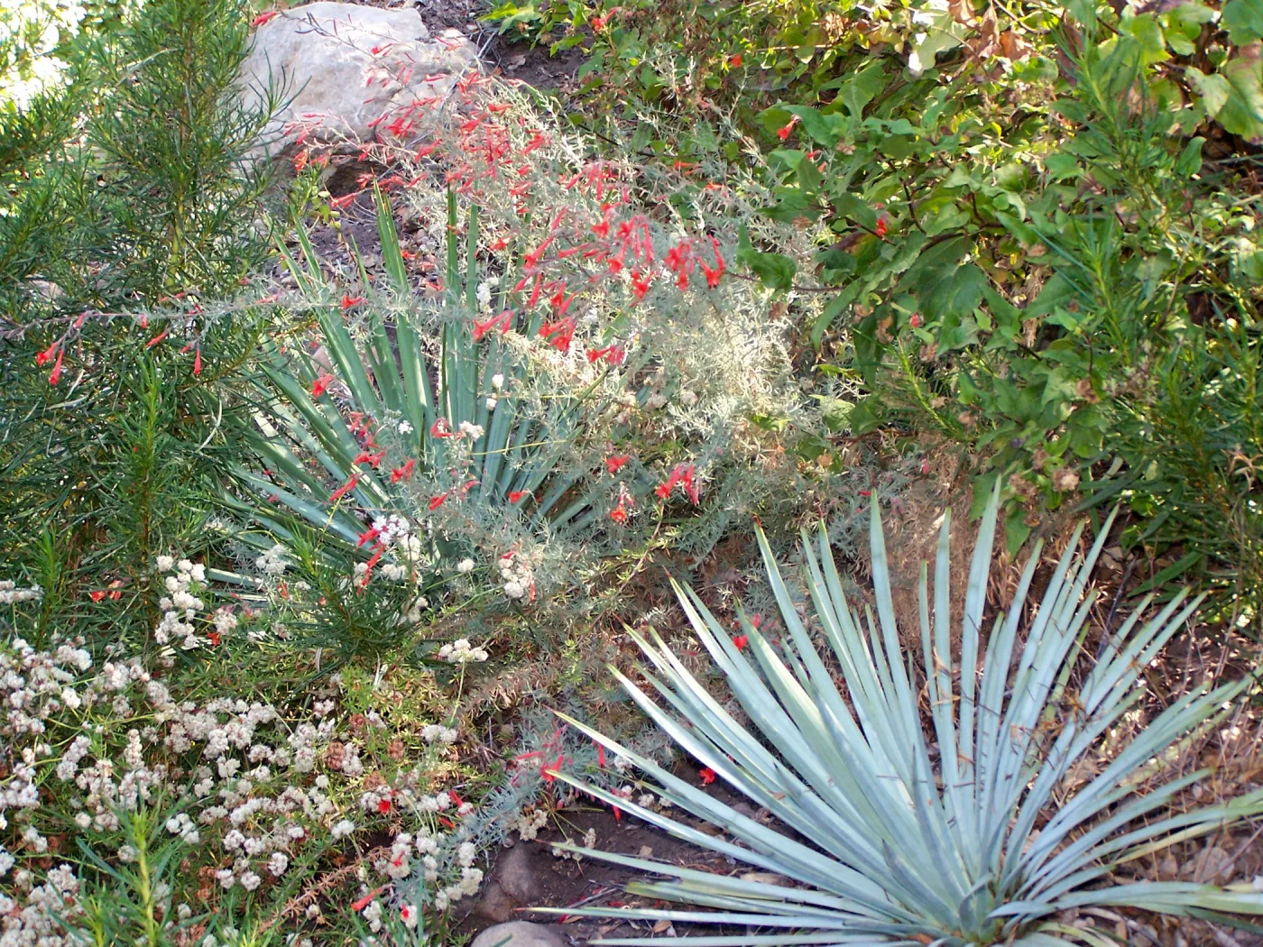 plants on the Campbell Trail slope, SBBG Community Free Day