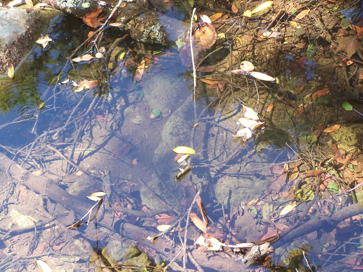 SBBG Community Free Day, pool in Mission Creek