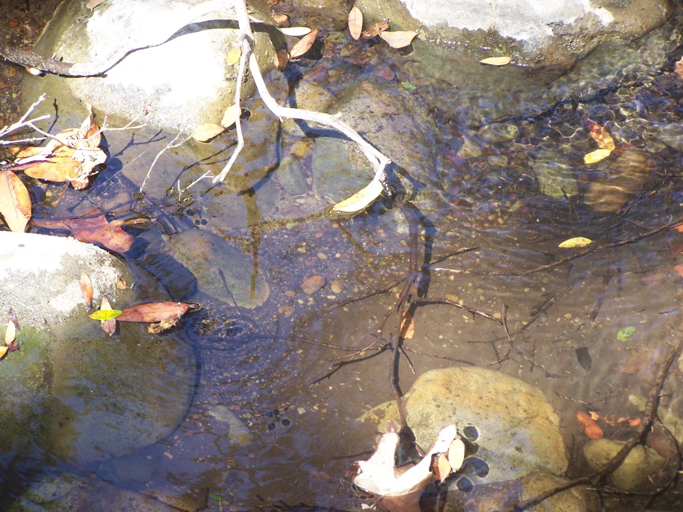 SBBG Community Free Day, pool in Mission Creek