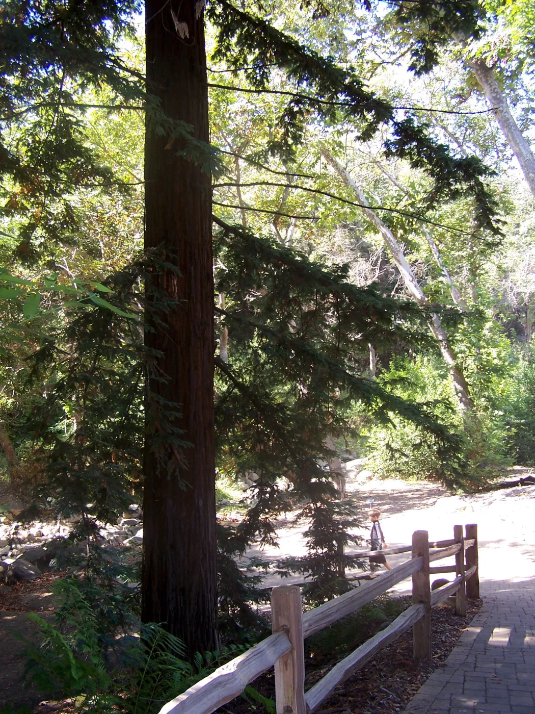 Redwood Section, SBBG Community Free Day