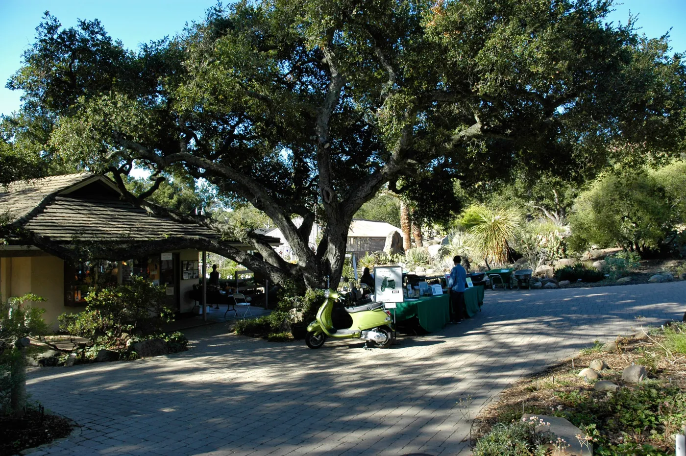 Entrance oak, gift shop, Vespa, reception tables, SBBG Community Free Day, October 16 2011