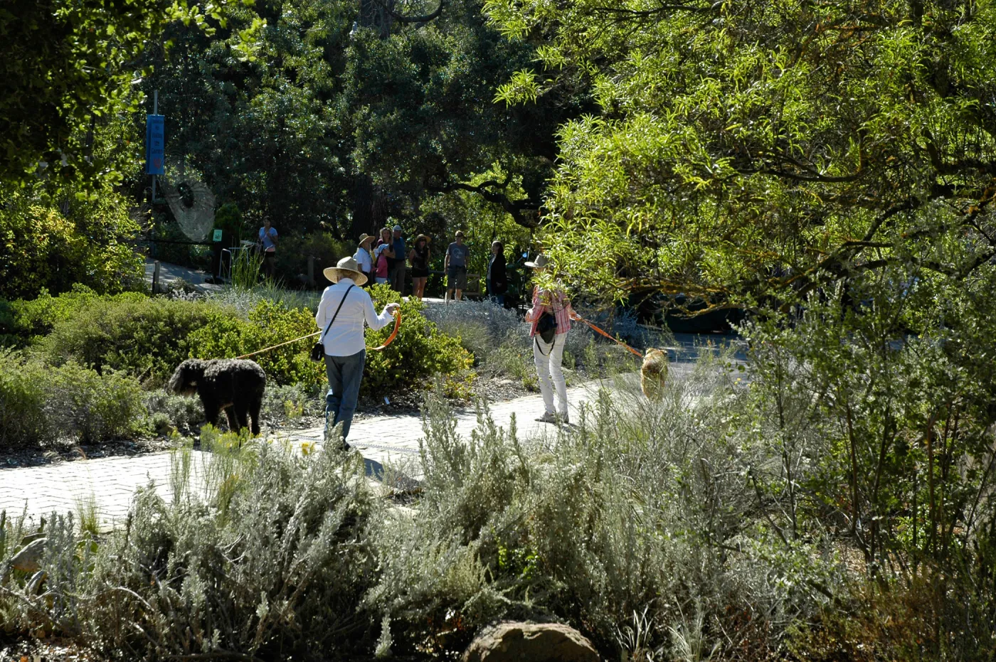 people, dogs on leash, Lower Meadow, SBBG Community Free Day, October 16 2011