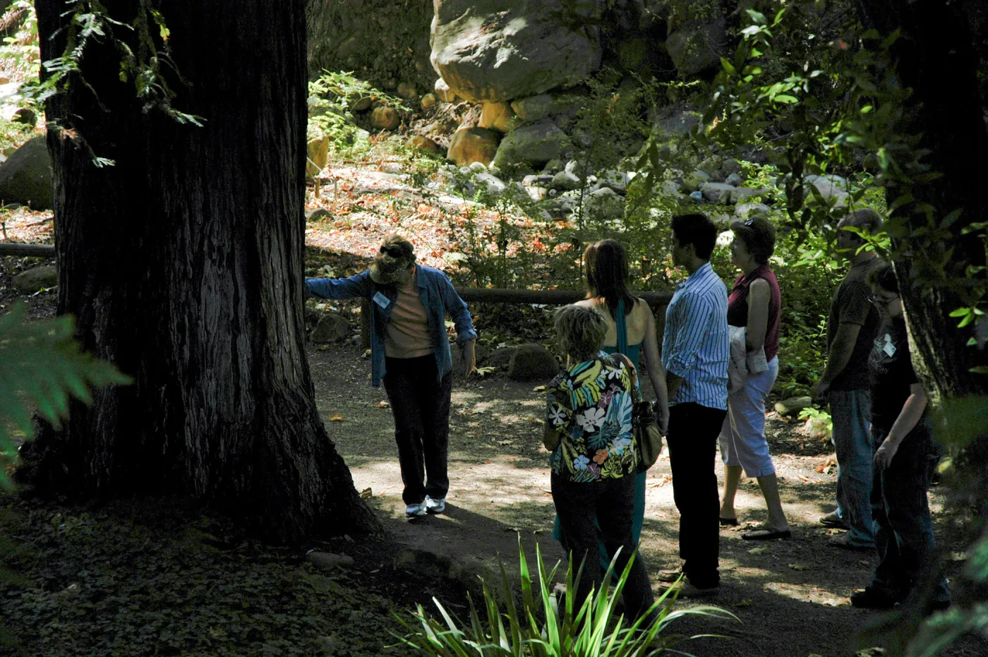 Docent tour in the Redwood Section, Community Free Day, October 2011