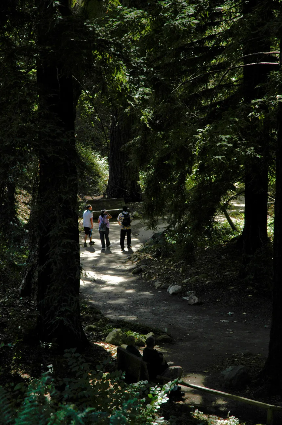 Docent tour in the Redwood Section, Community Free Day, October 2011