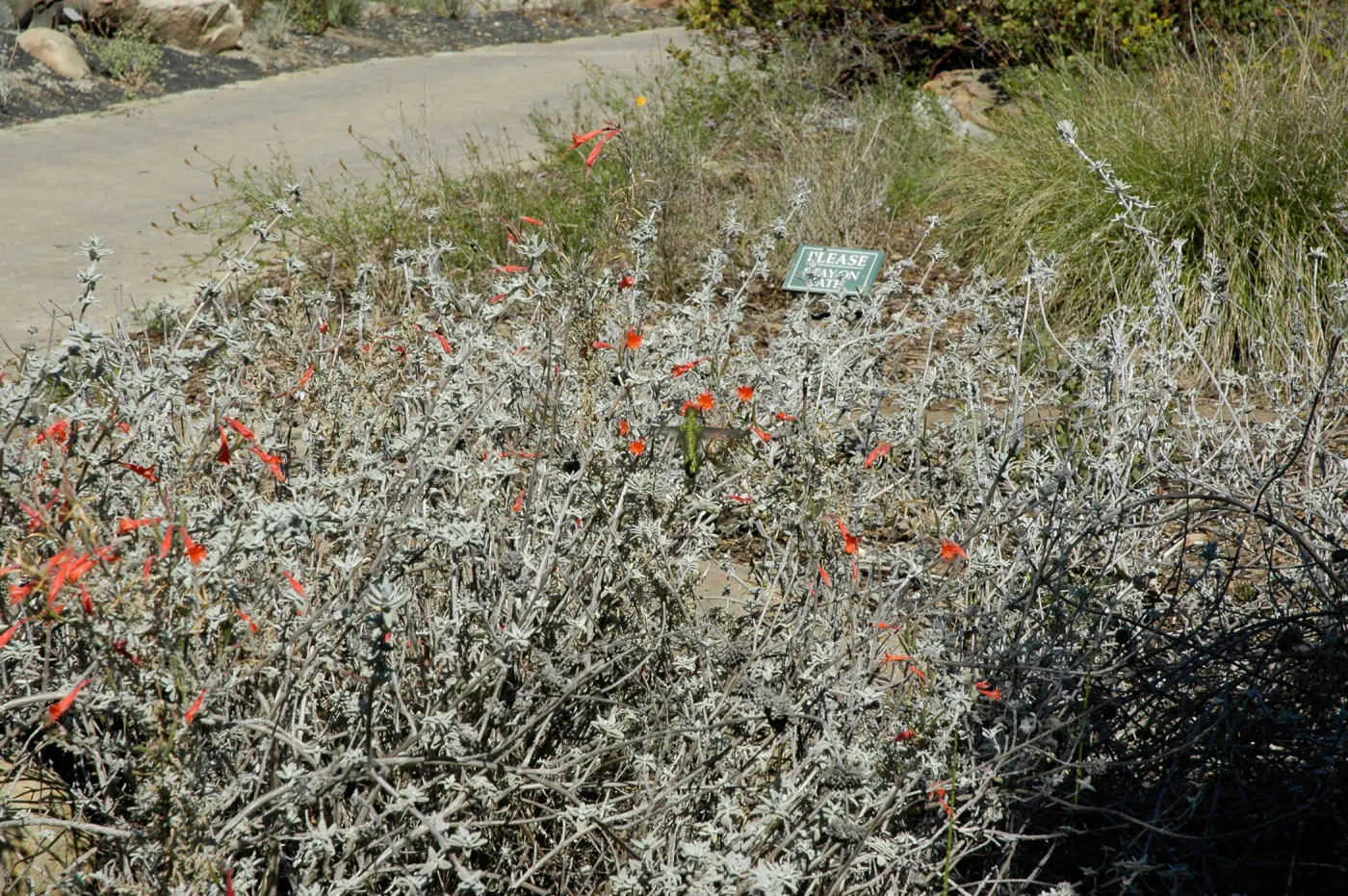 hummingbird, SBBG Ground Cover Display, Lower Meadow