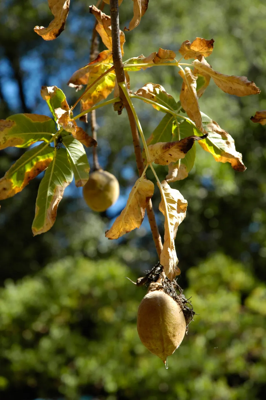 Aesculus californica in fruit, Arroyo Section, SBBG Community Free Day