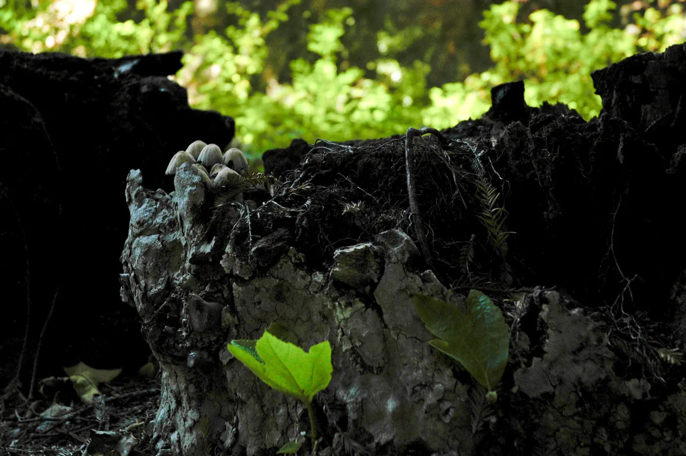 mushrooms and fresh leaves on a burned out sycamore stump, Redwood Section