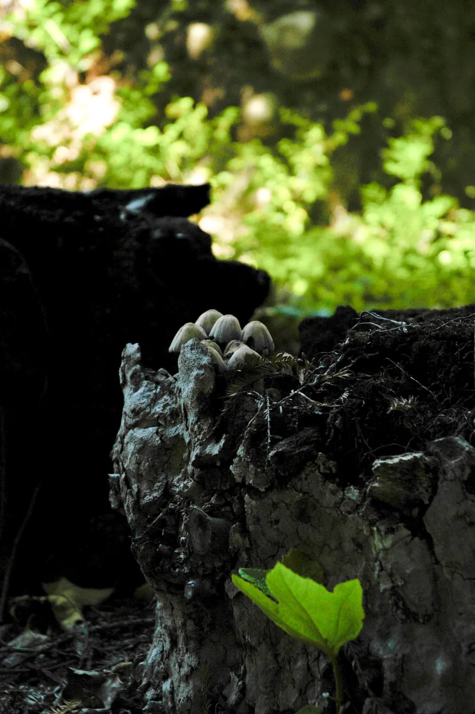 mushrooms and fresh leaves on a burned out sycamore stump, Redwood Section