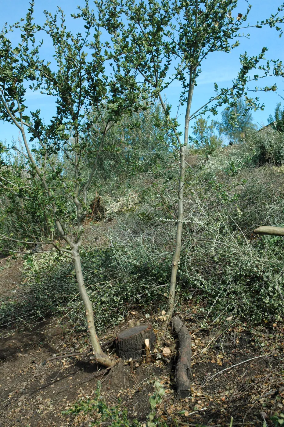 vegetation clearance for fire protection, Maloy property, Mission Canyon, SBBG neighbor (Coastal Live Oak)