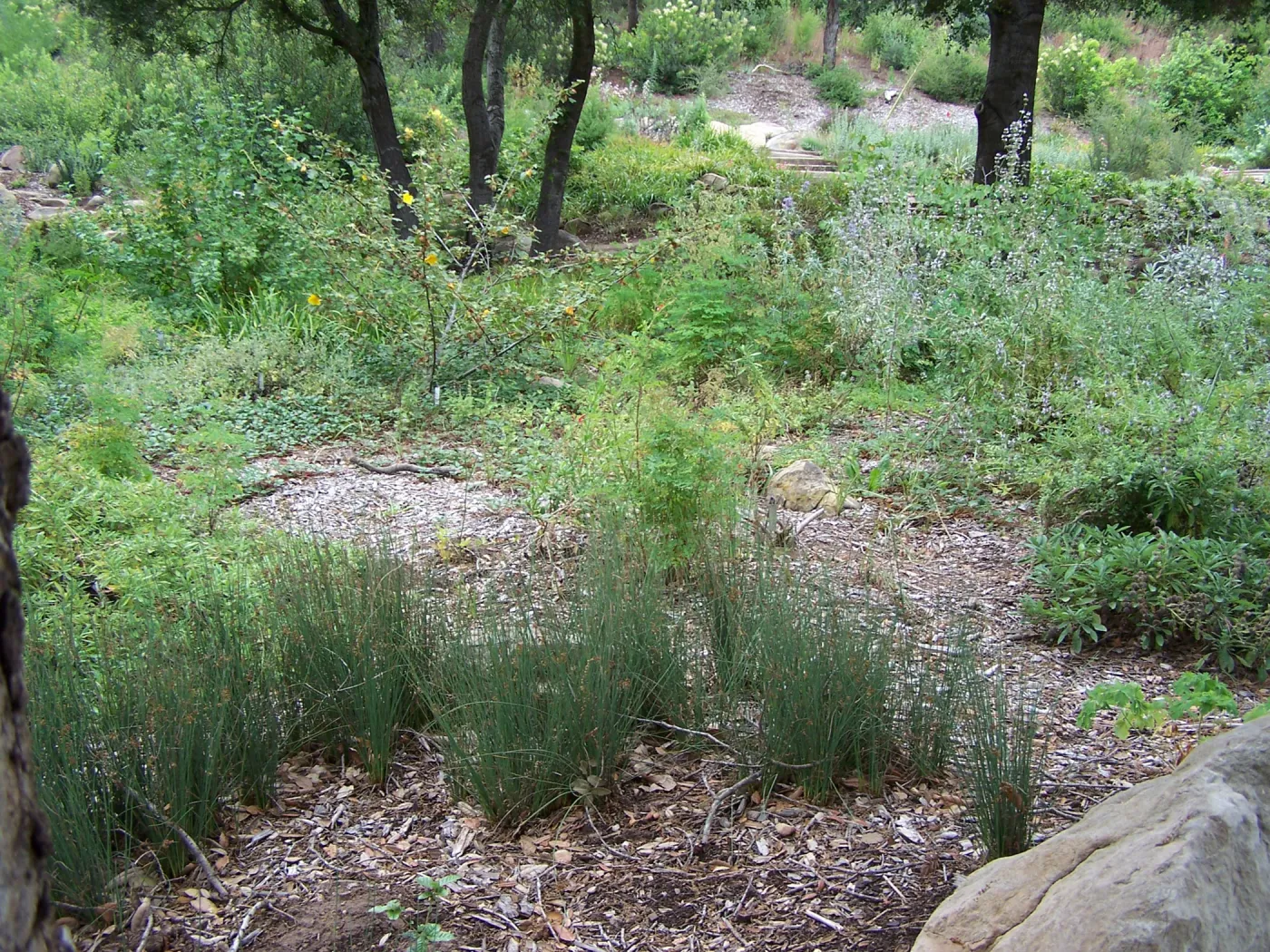 Meadow View planting area