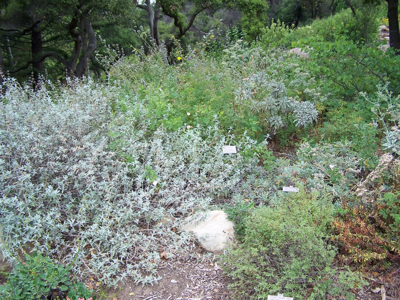 Meadow View planting area