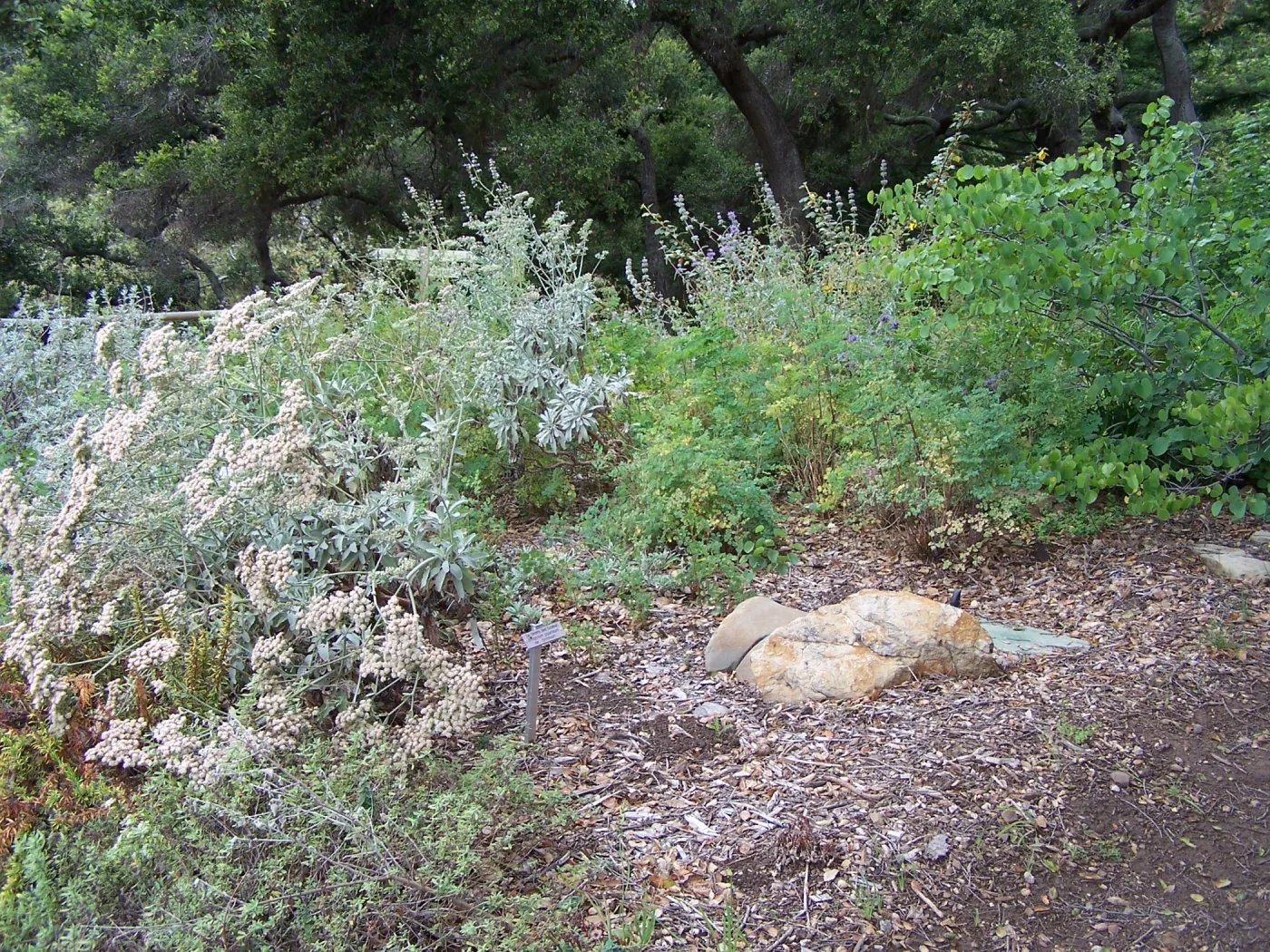 Meadow View planting area