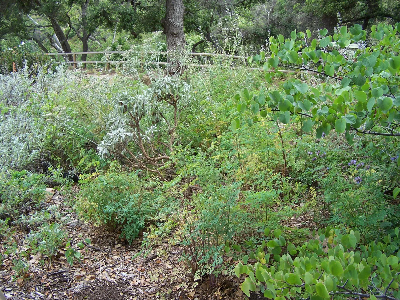 Meadow View planting area