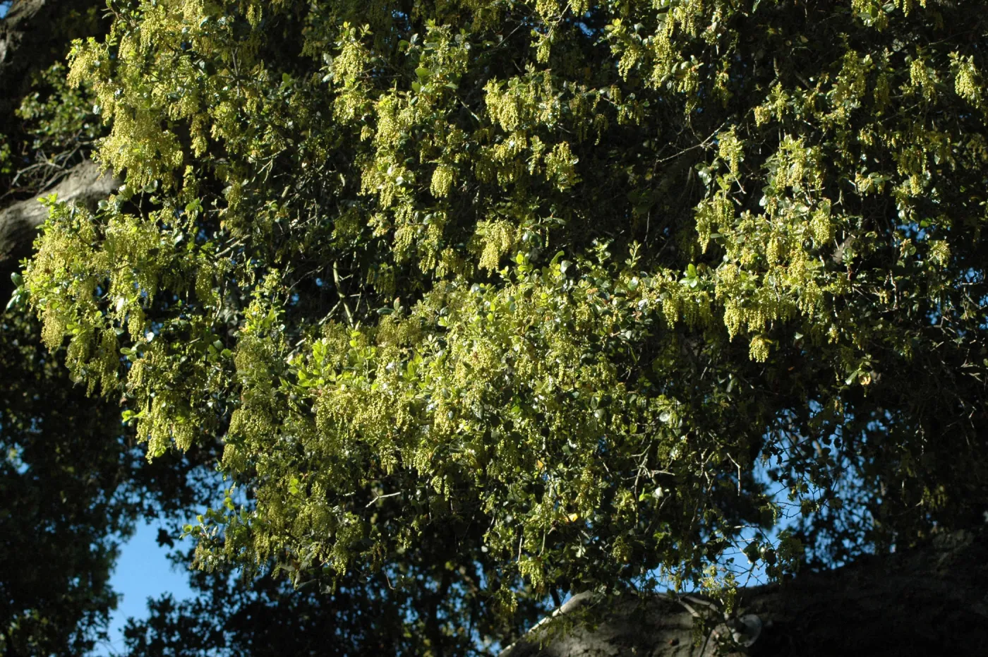 Coast live oak, Quercus agrifolia, flowering in the Garden