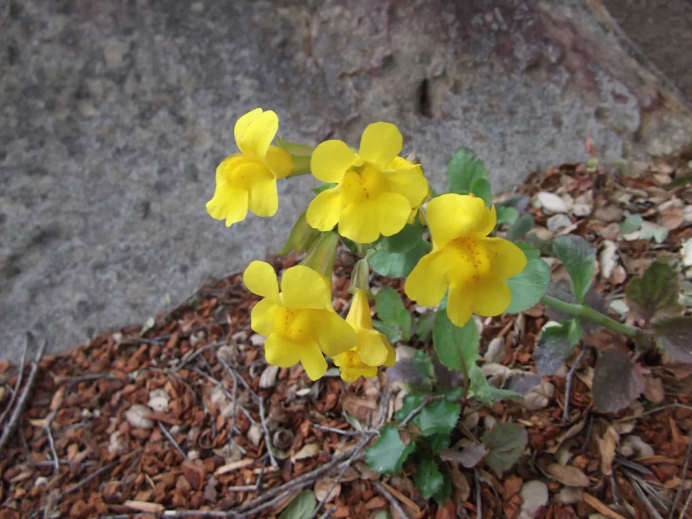 Monkeyflower, SBBG