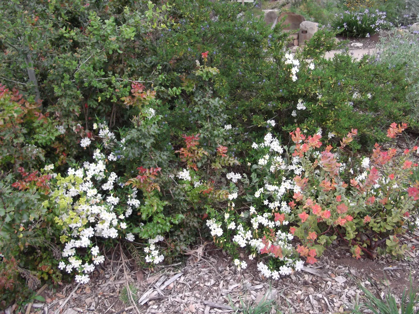 border in bloom, SBBG