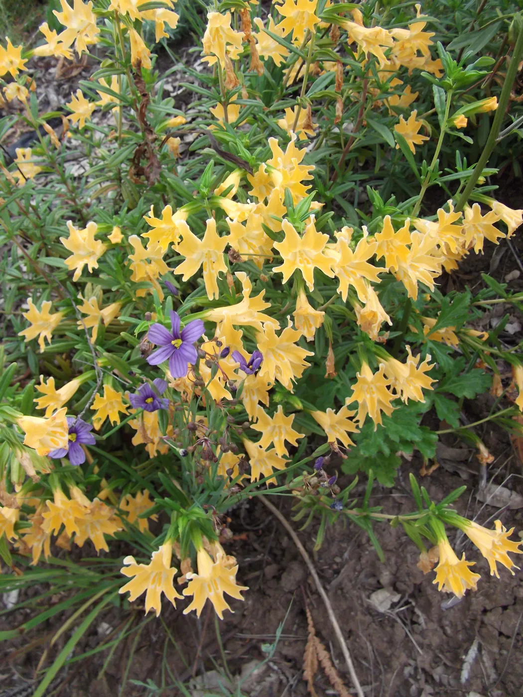 Monkeyflower (Mimulus) and Sisyrinchium in bloom