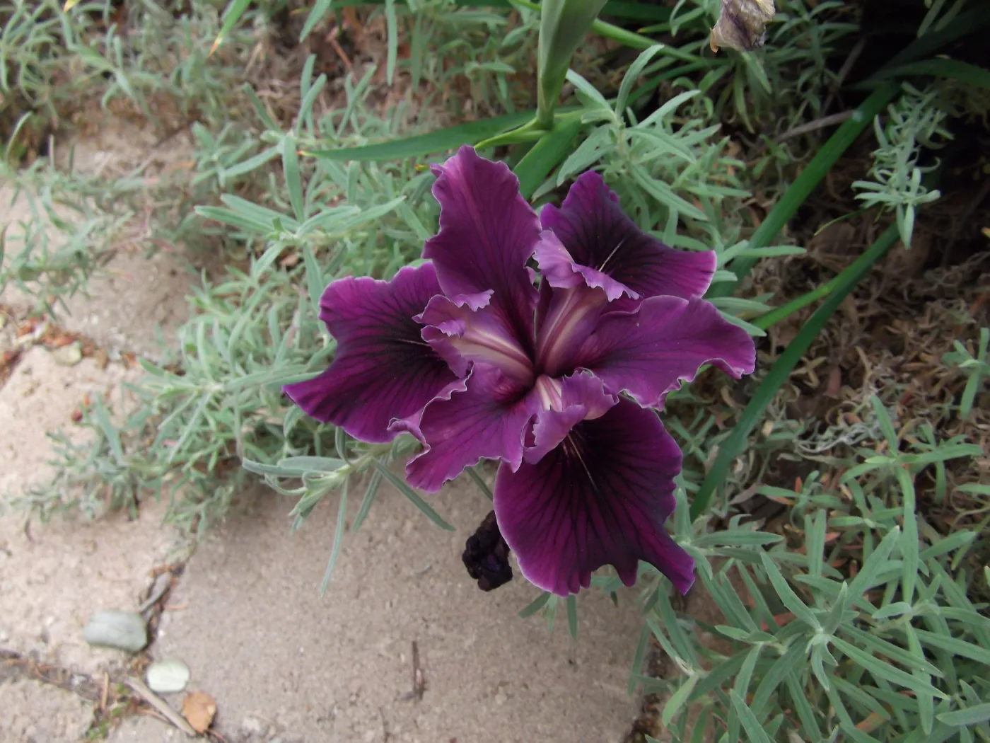 iris in bloom, SBBG cv Canyon Velvet