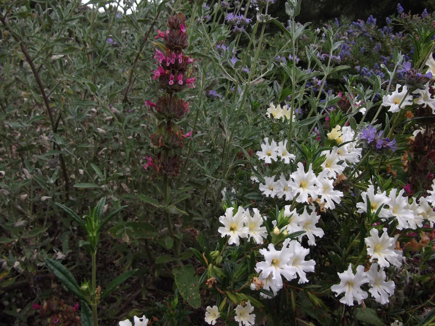 mixed border, Salvia (sage) and Mimulus (monkey flower) in bloom, SBBG