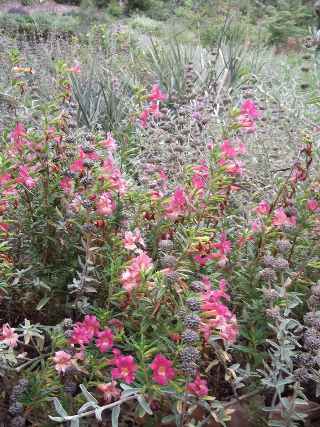 Monkeyflower (Mimulus Trish) in bloom