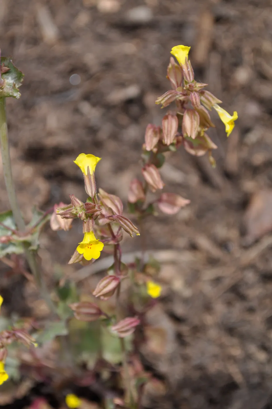 Monkeyflower (Mimulus guttatus) in bloom