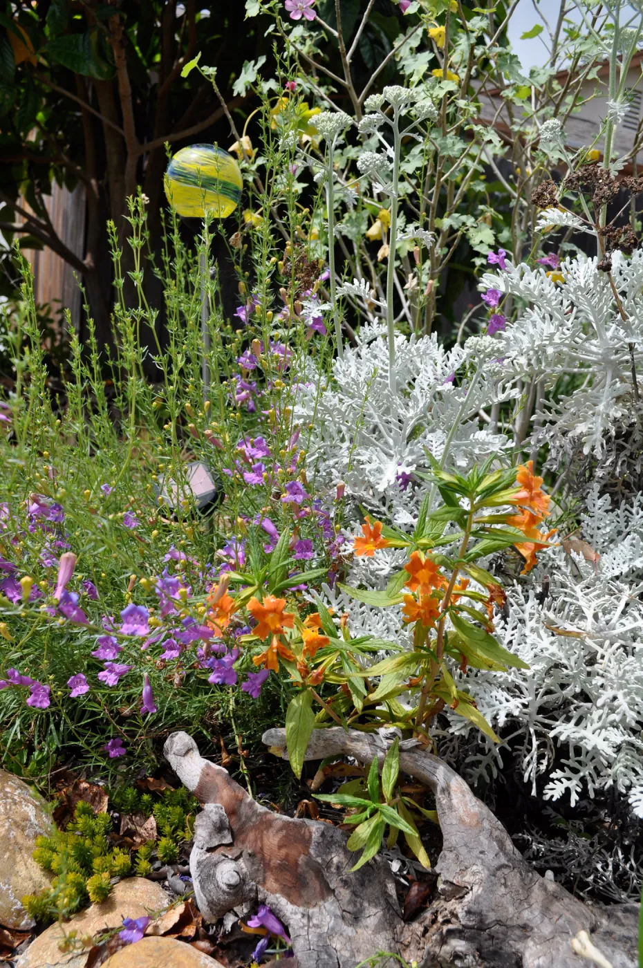 Monkeyflower (Mimulus) in bloom