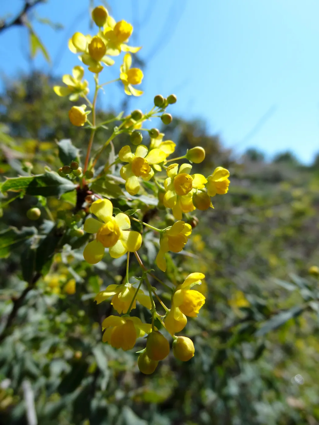 Berberis nevinii, Porter Trail, Santa Barbara Botanic Garden