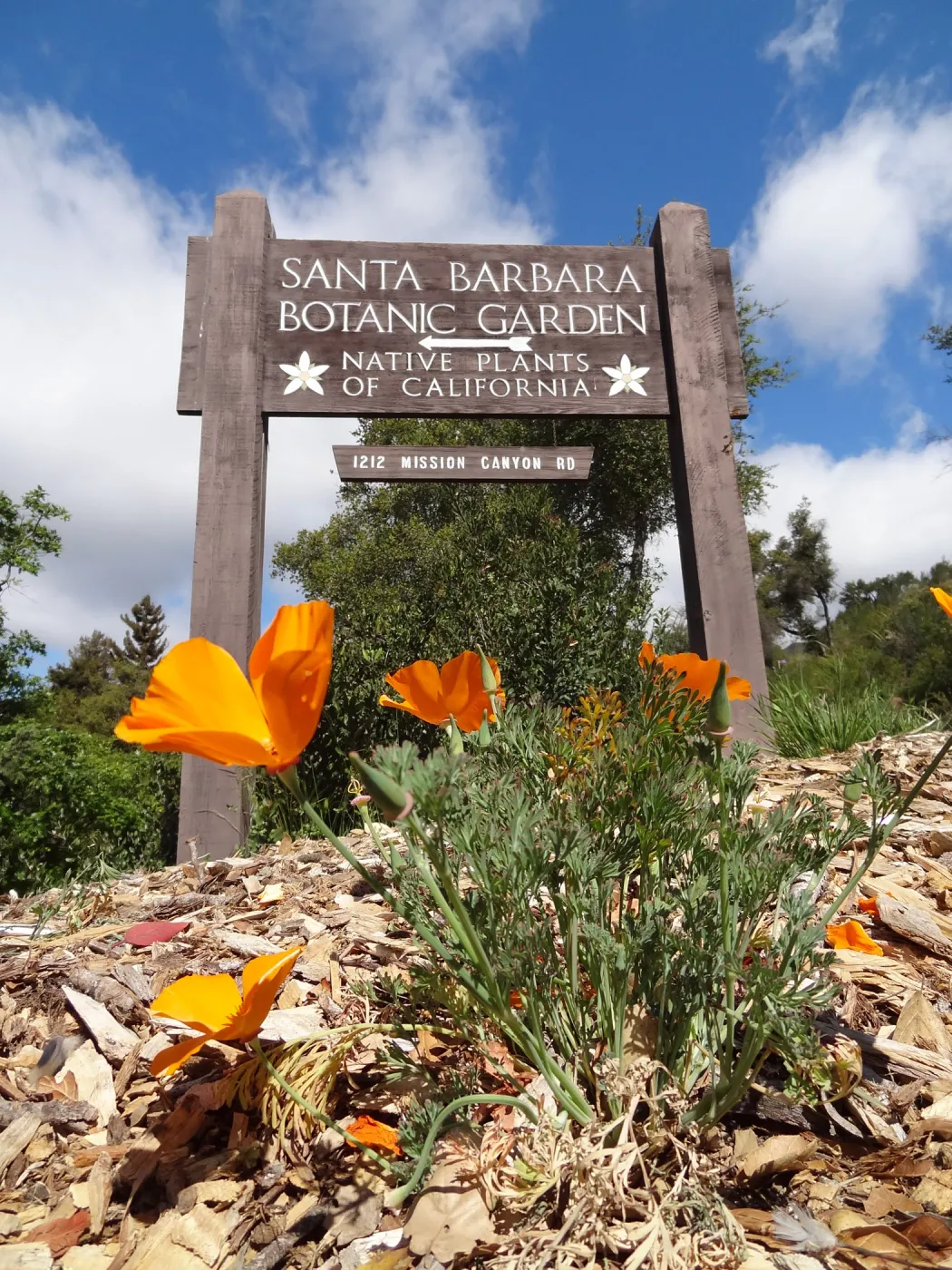 poppies, sign at front entrance, Santa Barbara Botanic Garden