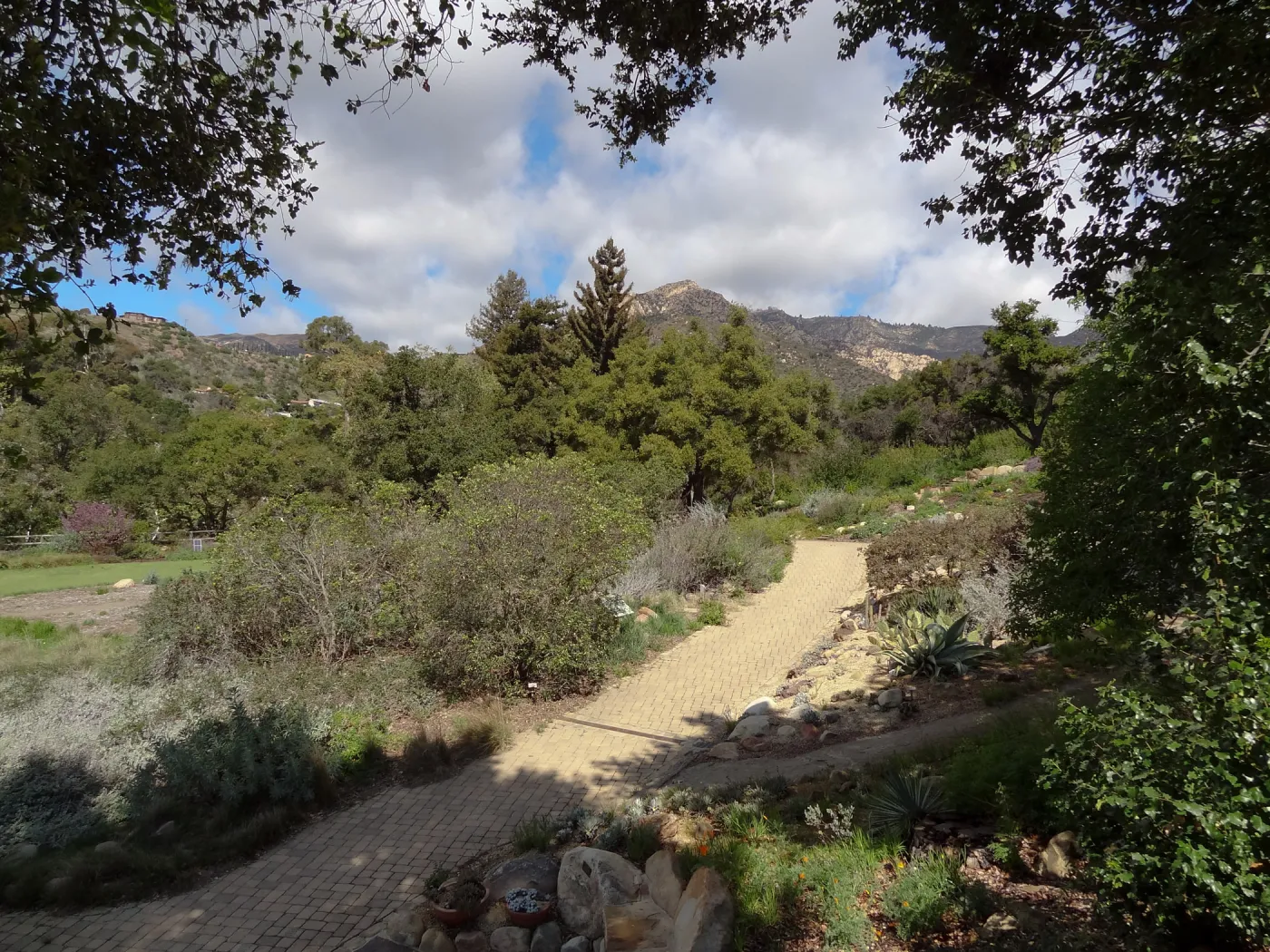 path along east side of Meadow, Santa Barbara Botanic Garden