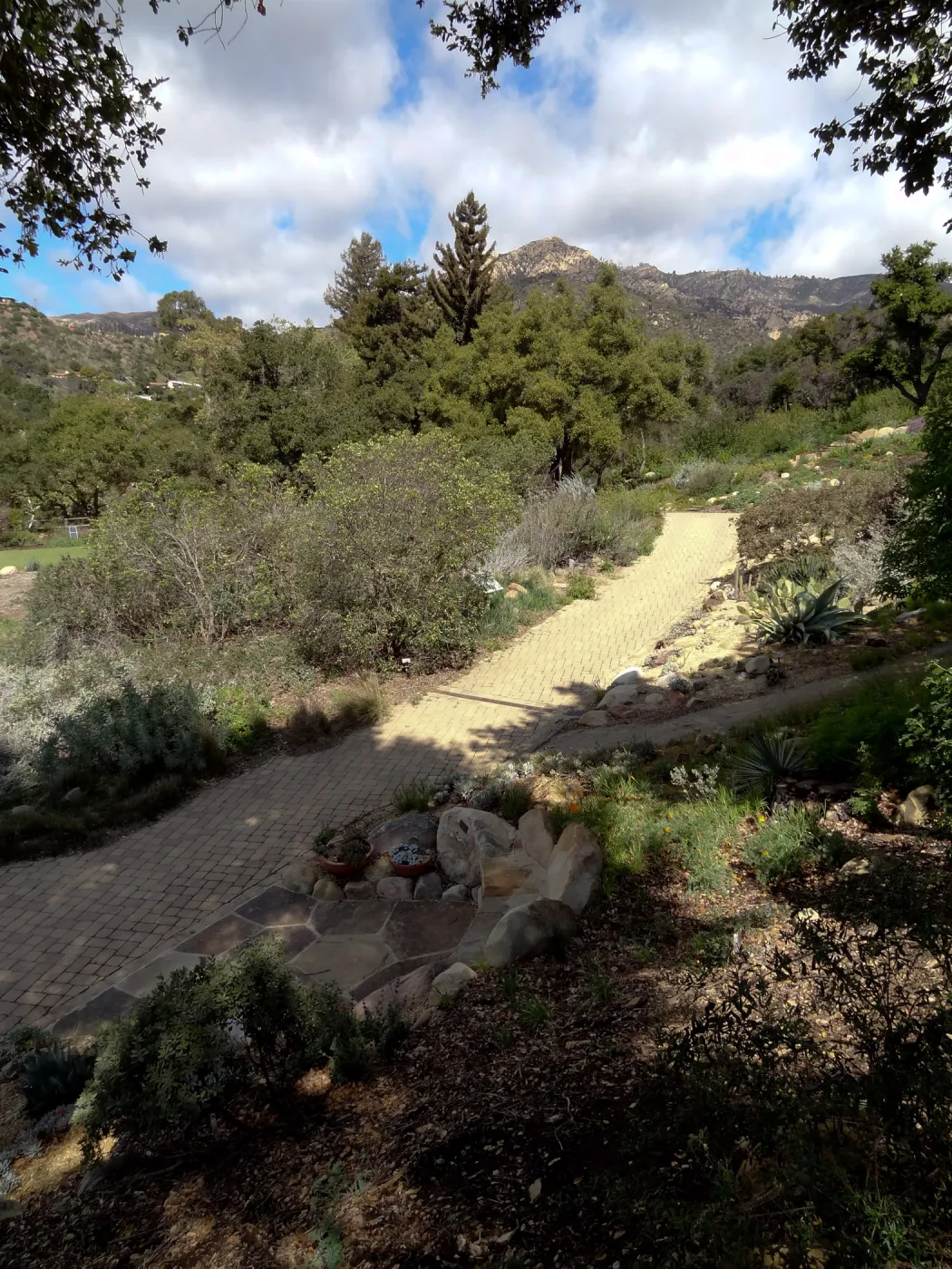 path along east side of Meadow, Santa Barbara Botanic Garden