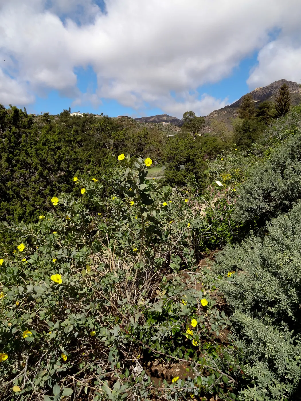 Dendromecon, east side of Meadow, Santa Barbara Botanic Garden