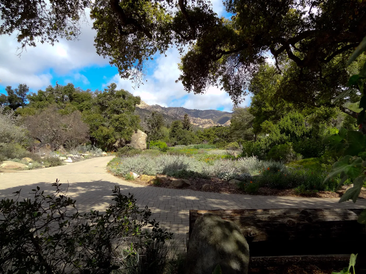 view to La Cumbre Peak, Meadow view from entrance oak, Santa Barbara Botanic Garden