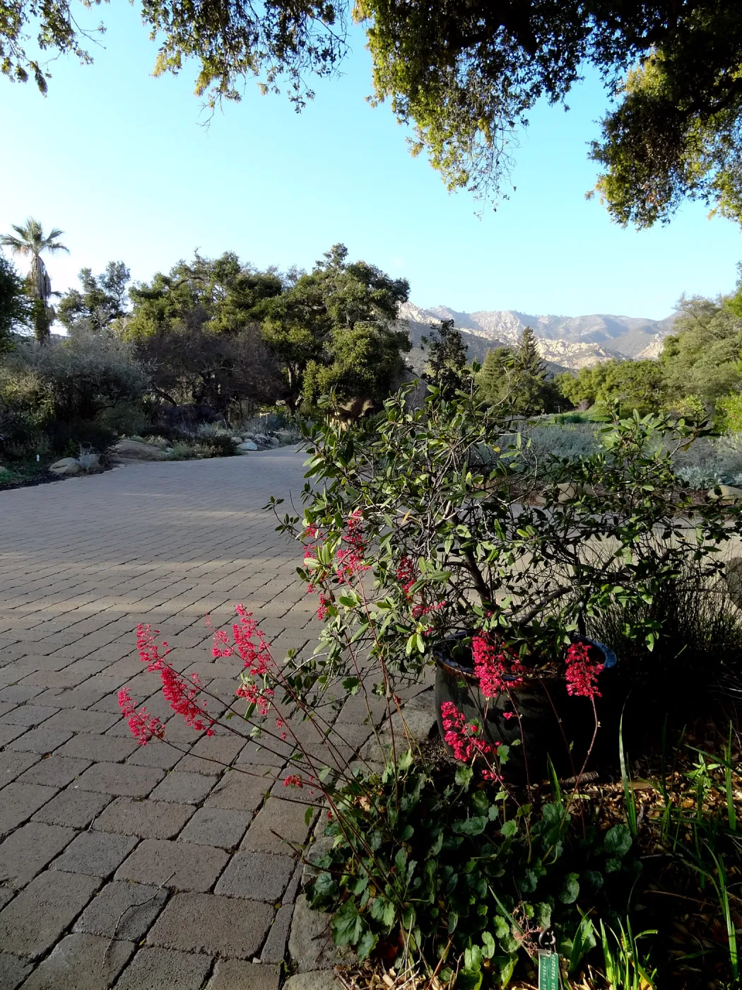 Heuchera in bloom, border at Garden entrance, Santa Barbara Botanic Garden