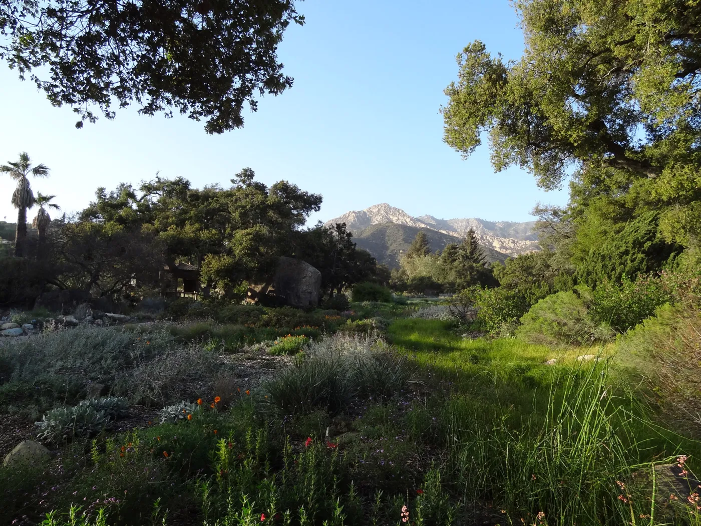 view to the top of the Meadow and La Cumbre Peak, evening sunlight