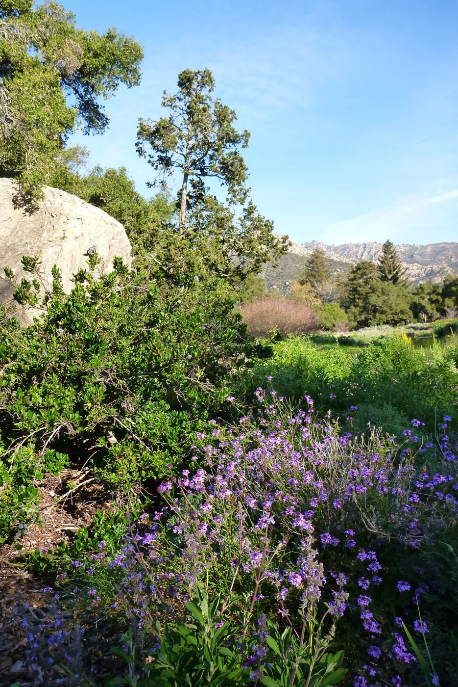Blaksley Boulder, SBBG Meadow, Spring 2012