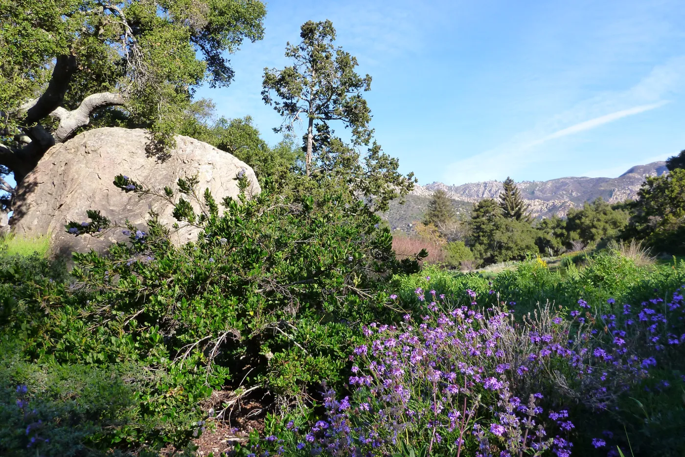 Blaksley Boulder, SBBG Meadow, Spring 2012
