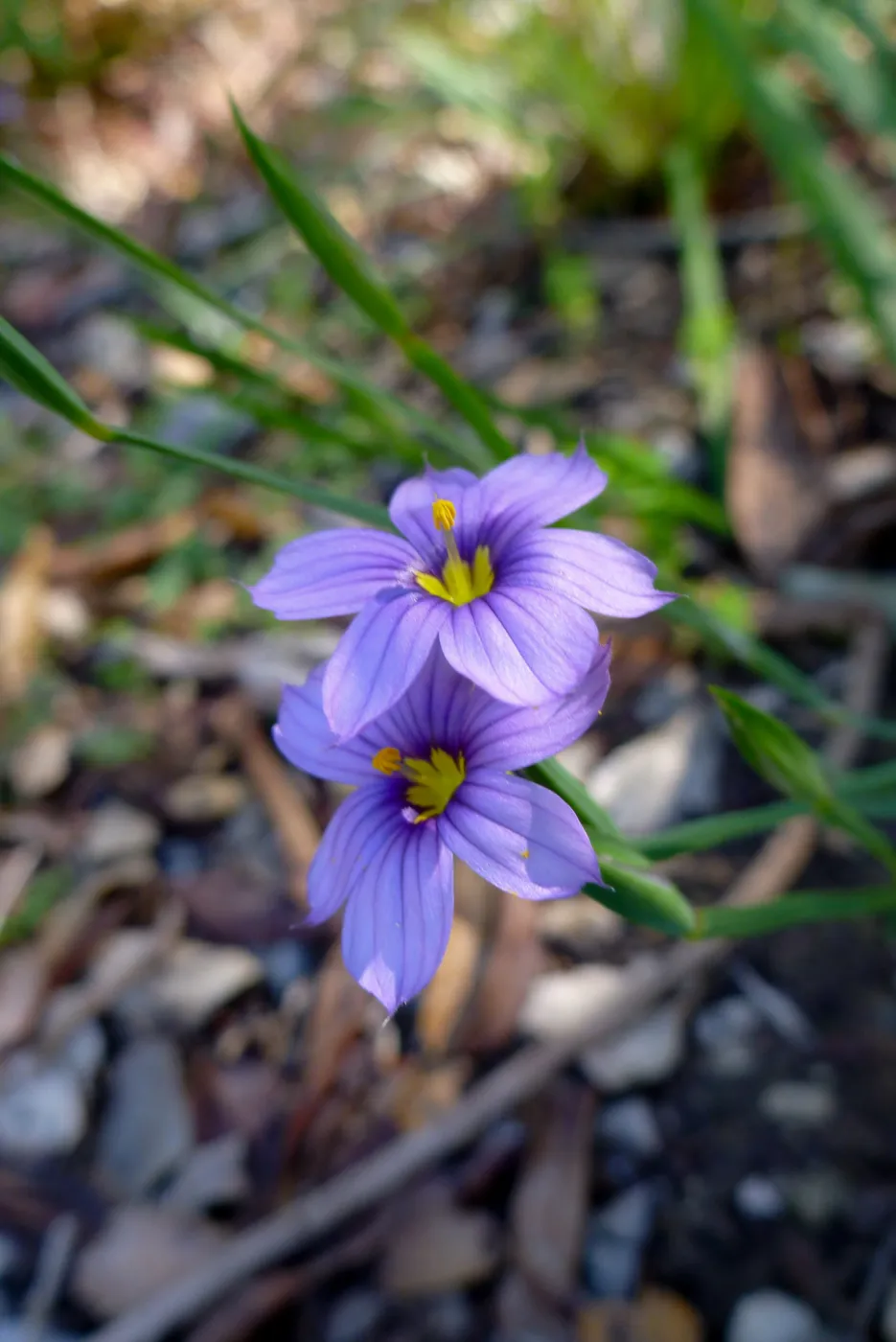Sisyrinchium (blue-eyed grass) blooming in the lower Meadow display garden