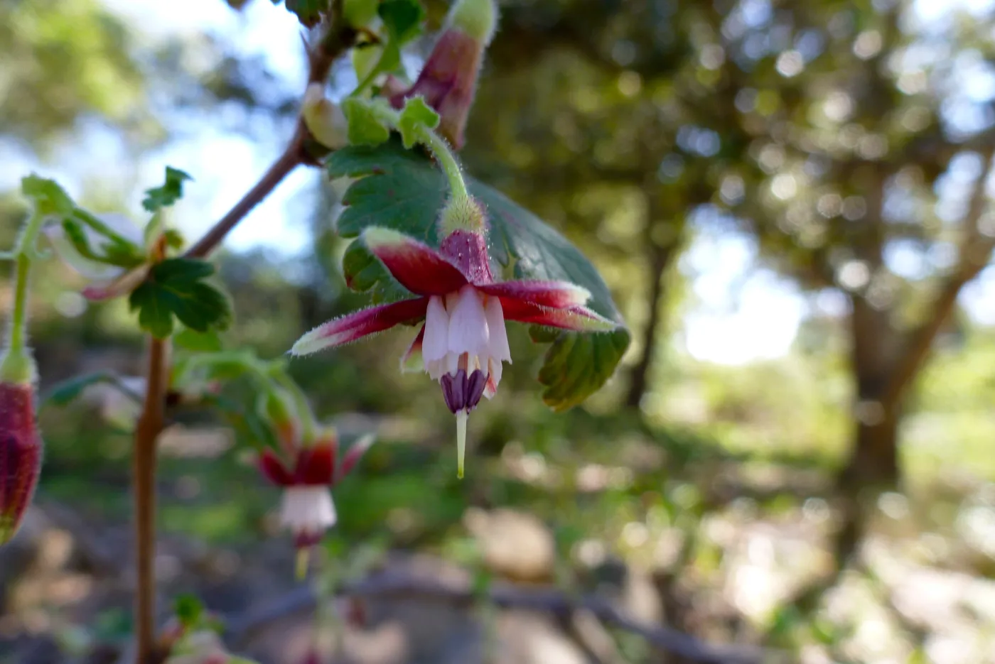 Ribes, (Currant, Gooseberry )SBBG Arroyo Section