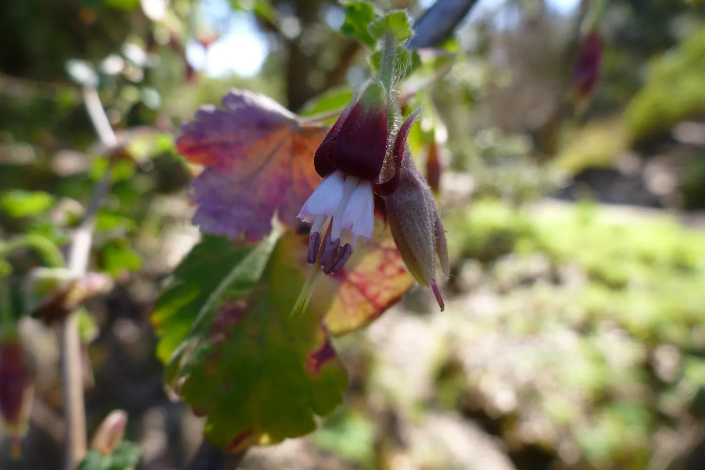 Ribe (Currant, Gooseberry )s, SBBG Arroyo Section