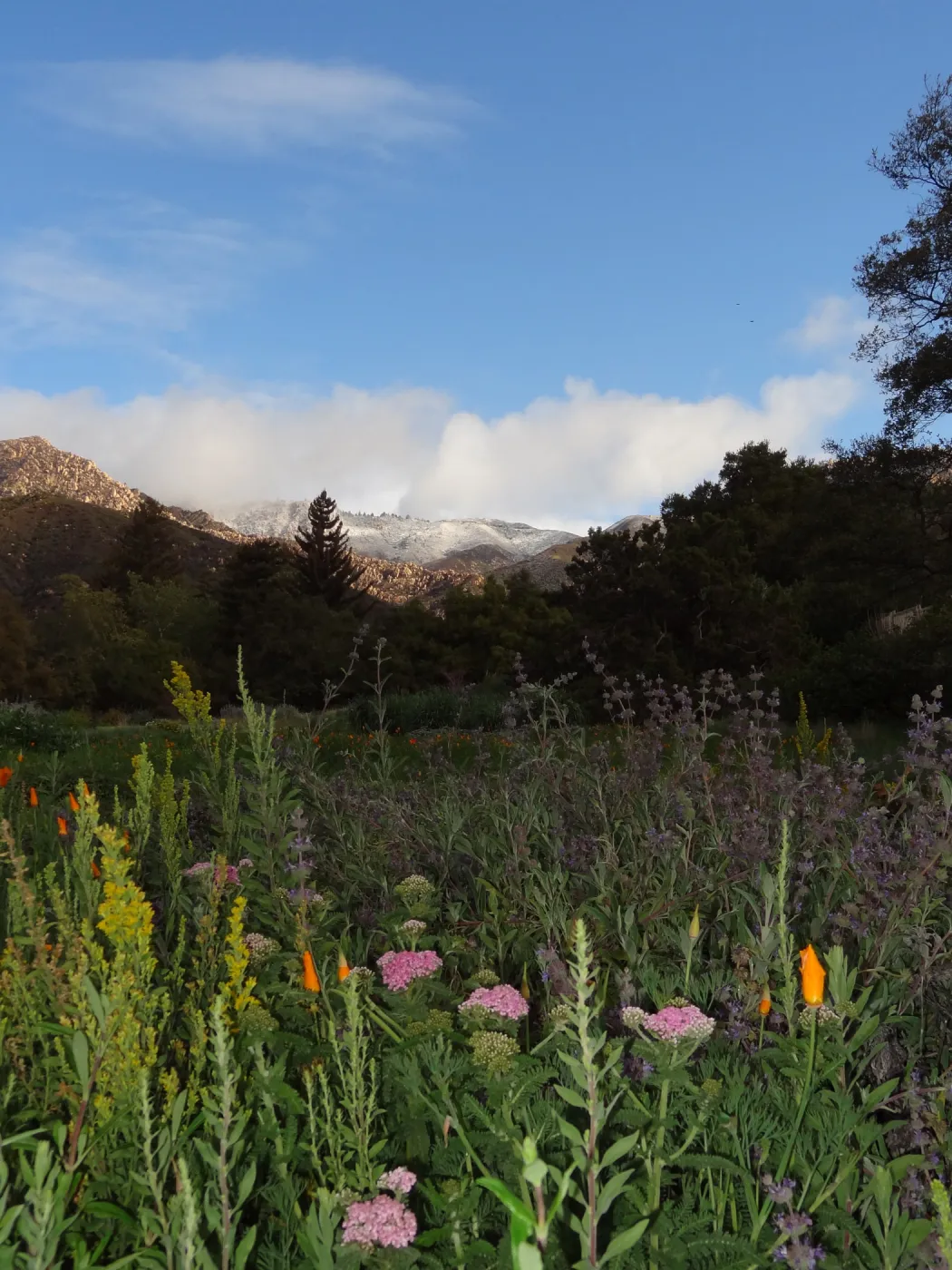 snow on the mountains above the Santa Barbara Botanic Garden, wildflowers in the Meadow