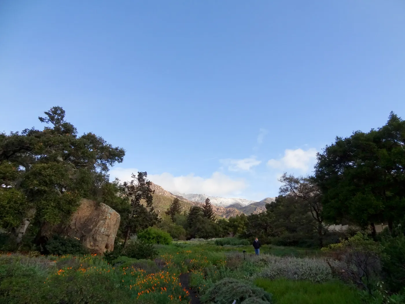 snow on the mountains, John Wardlaw photographer, early morning in the Meadow, Santa Barbara Botanic Garden