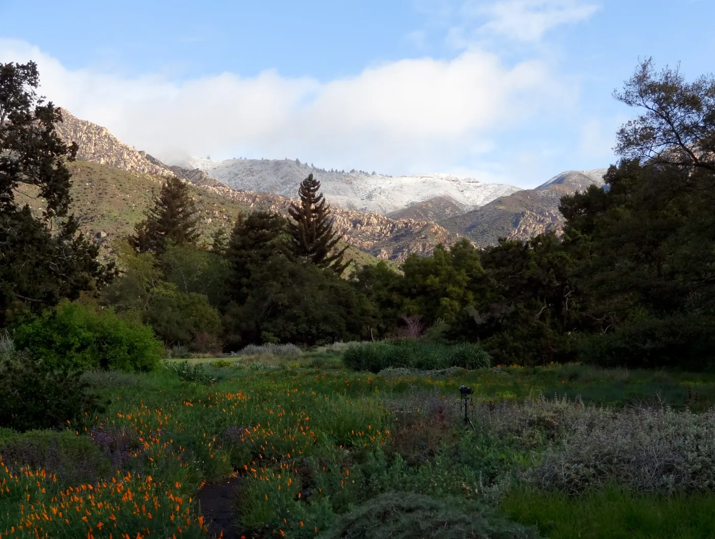 snow on the mountains, camera on tripod, early morning in the Meadow, Santa Barbara Botanic Garden