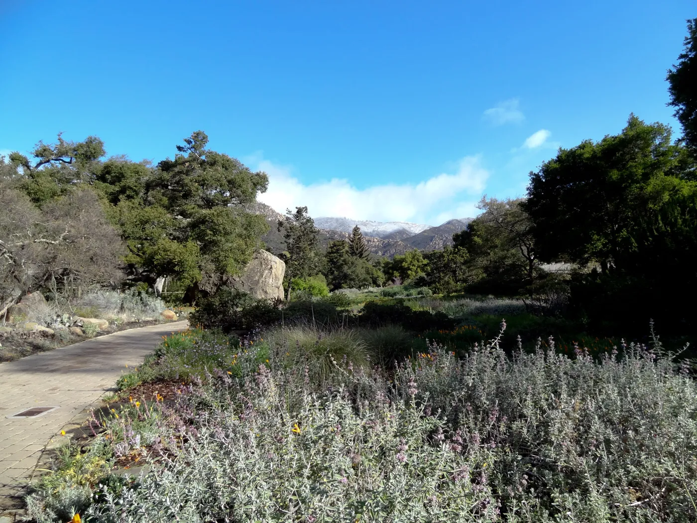 snow on the mountains, Blaksley Boulder, Meadow, Santa Barbara Botanic Garden