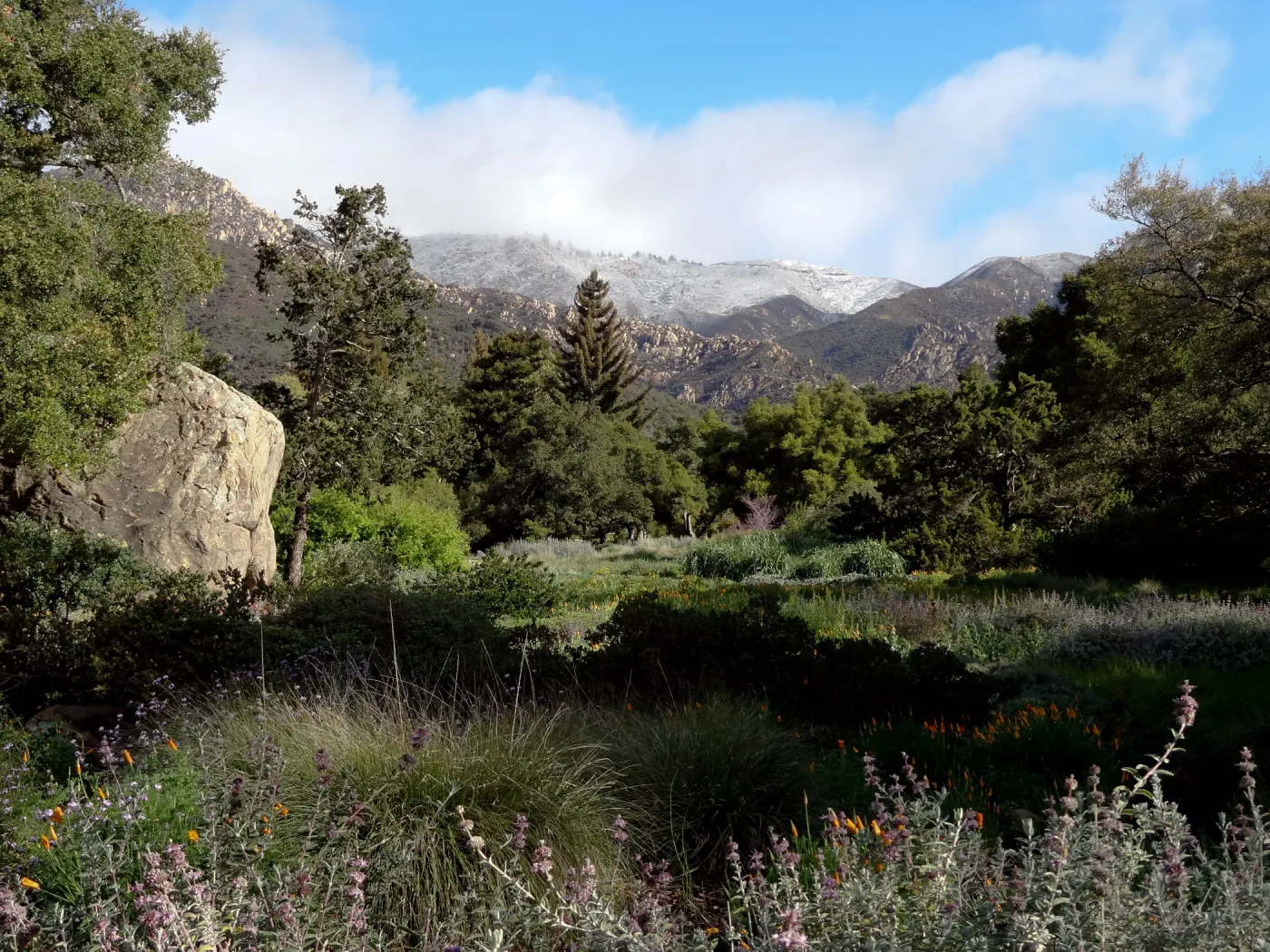 snow on the mountains, Blaksley Boulder, Meadow, Santa Barbara Botanic Garden